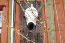 Biometalmorfoza Tatramuflon 