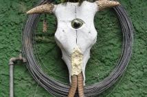 Biometalmorfoza Cyklop